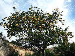 Lemon tree - Syracuse (Italy).jpg