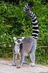 Lemur (36254433134).jpg