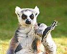 Lemur