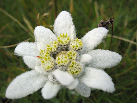 Edelweiss flower, Leontopodium alpinum
