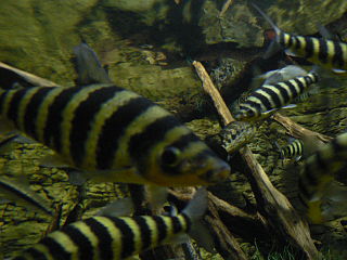 <i>Leporinus fasciatus</i> Species of fish