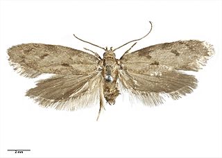 <i>Leptocroca aquilonaris</i> Species of moth endemic to New Zealand