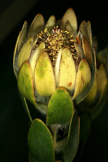 Leucadendron nervosum