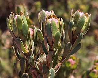 <i>Leucadendron stelligerum</i>