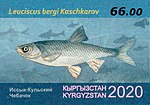 Thumbnail for Issyk-Kul dace