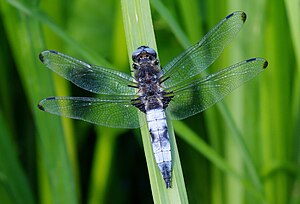 Spisspunkt (Libellula fulva), moden hann, med flekker på vingespissene