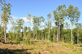 Skog som skadades av stormen Alfrida.