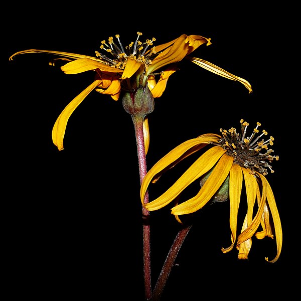 File:Ligularia dentata Desdemona20200928 17037.jpg