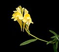 Linaria vulgaris 09 ies.jpg