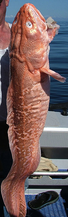 This is a Ling (also called Pink Cusk Eel) caught off the Northland coast of New Zealand