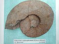 Liticoceras nodosoplicatum (Kilian et Reboul), Lower en:Hauterivian, en:Dragoman, Bulgaria (Coll. G. Mandov) at the en:Sofia University "St. Kliment Ohridski" Museum of Paleontology and Historical Geology