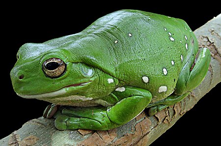 Litoria caerulea