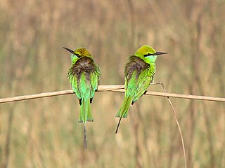 Green Bee-eaters, found in Himalayan forests of India