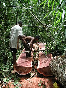 Guyaneese log "bulletwood" near the Berbice River, Guyana Logging Bulletwood Berbice-Guyana JK.JPG