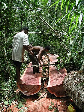 Logging Bulletwood Berbice-Guyana JK.JPG