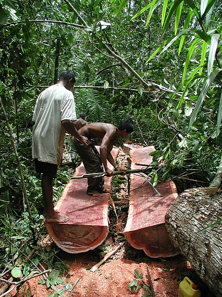 Guyaneese log "bulletwood" near the Berbice River, Guyana