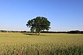 Lone Tree in a Wheat Field Gensley Road Lodi Township Michigan.JPG