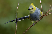 Ұзын құйрықты Жібек-flycatcher - Ptiliogonys caudatus.jpg