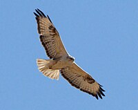 Adlerbussard (Buteo rufinus)