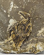 Compression fossil - Wikipedia