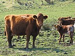 Luing cattle - geograph.org.uk - 389320.jpg