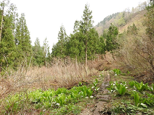 Français : Flore de Shiramine-mura (Hakusan-shi depuis 2005)