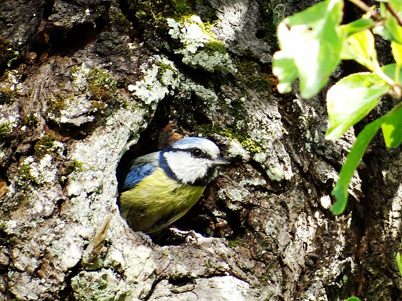 File:Mésange bleu nichoir.JPG