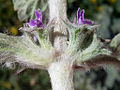 Marrubium alysson (Tribù Marrubieae)