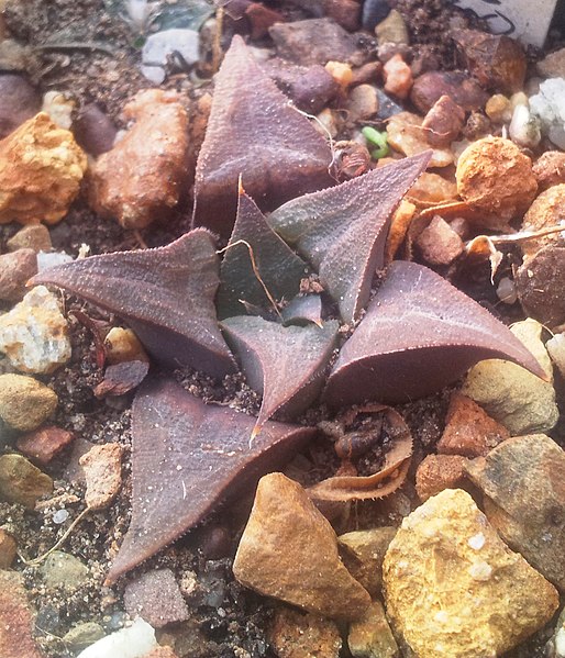 File:MBB Haworthia mirabilis - Windsor.jpg