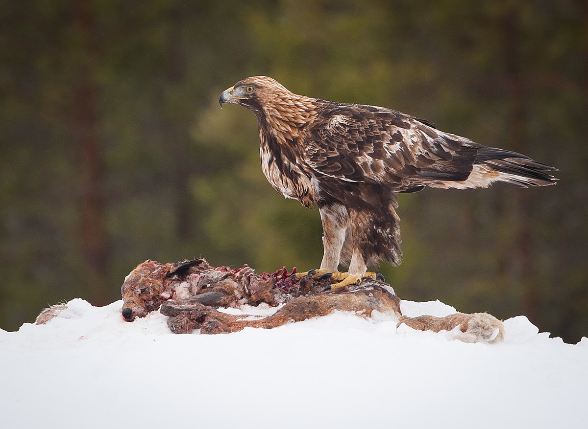 Aquila chrysaetos - Wikipedia, la enciclopedia libre