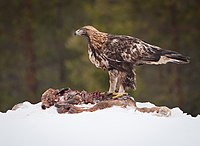 Maakotka (Aquila chrysaetos) by Jarkko Järvinen.jpg