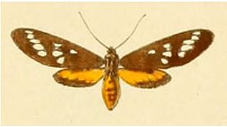 <i>Maculonaclia</i> Genus of moths