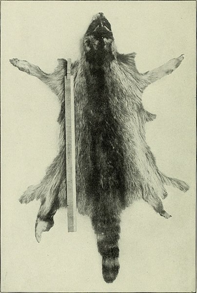 File:Maintenance of the fur supply (1920) (14765607045).jpg