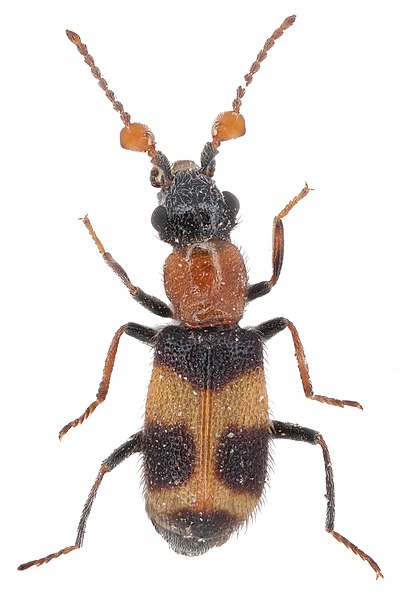 File:Malachiidae, Intybia sp.; GN03-10.jpg