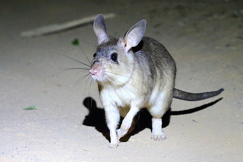 File:Malagasy giant rat.jpg