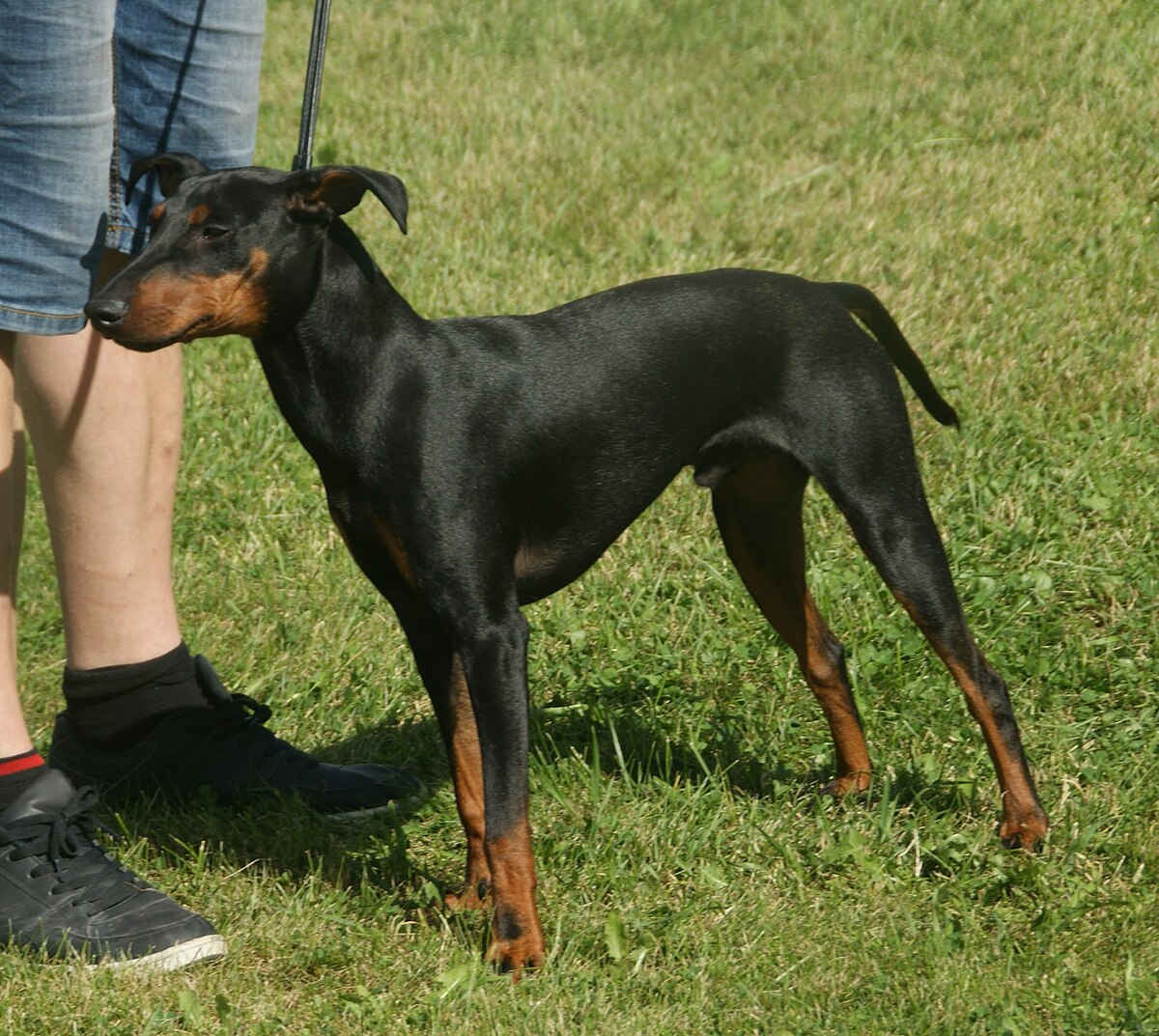 how tall is a manchester terrier