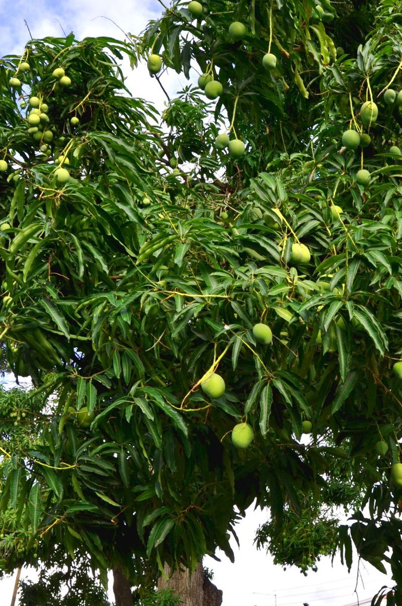 Mangifera indica - Wikipedia