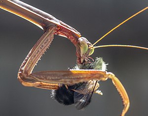 Mantis Tenodera sinensis eating a bee it just ambushed (Boston).jpg