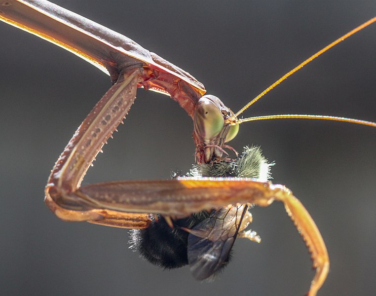 File:Mantis Tenodera sinensis eating a bee it just ambushed (Boston).jpg