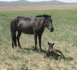 260px-Mare_and_Foal.jpg