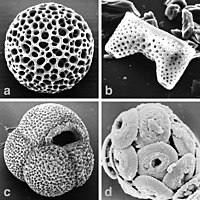 Skelet radiolarija (ø=350 µm) i ljušturica foraminifera (c, ø=400 µm)