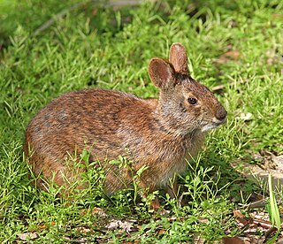 Marsh rabbit species of mammal