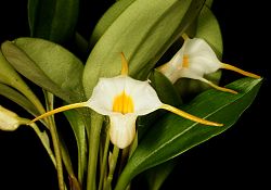 Masdevallia fuchsii Orchi 058. jpg