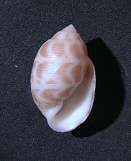 <i>Maxacteon flammeus</i> species of mollusc