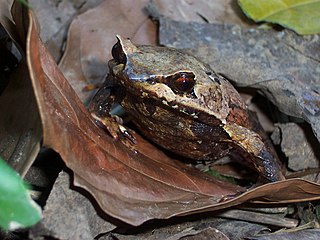 <i>Megophrys</i> Genus of amphibians