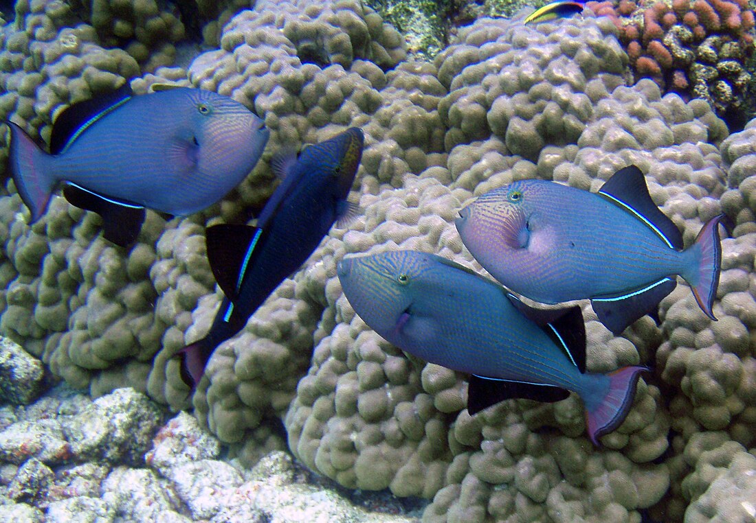 File:Melichthys niger on Kona.jpg