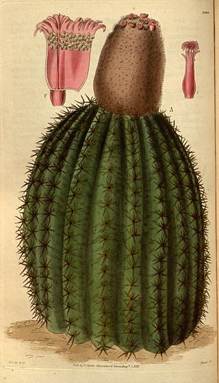 <i>Melocactus intortus</i> Species of cactus