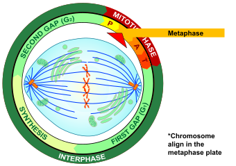 Metaphase eukaryotic mitosis.svg
