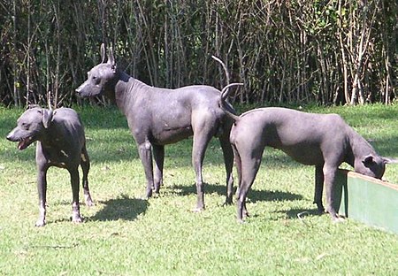 Mexico.Xoloitzcuintle.01.jpg