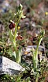 Ophrys provincialis France - Provence